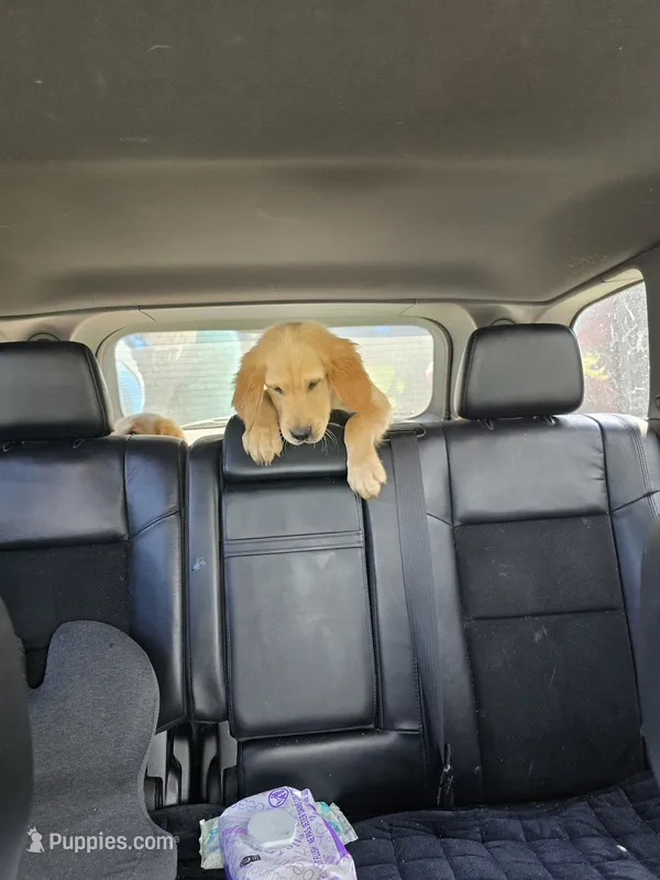 Orange collar  – Golden Retriever puppy for sale in Ruffin, NC