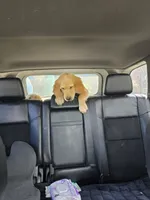 Orange collar , a male Golden Retriever for sale in Ruffin, NC – 1 of 3
