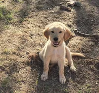 Silver collar, a male Golden Retriever for sale in Ruffin, NC – 3 of 7