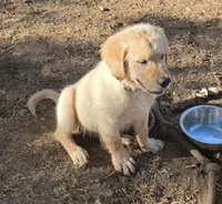 Black collar, a male Golden Retriever for sale in Ruffin, NC – 4 of 8