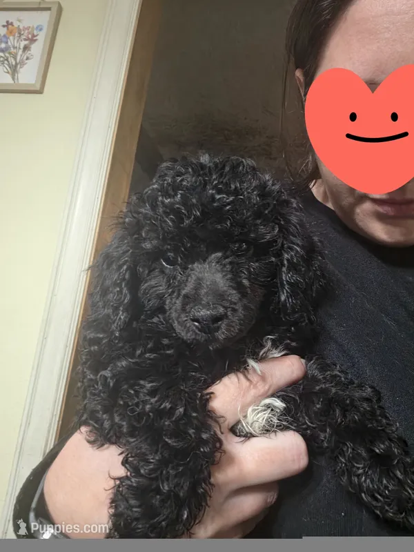 Boy  – Poodle - Miniature  puppy for sale in Claremore, OK