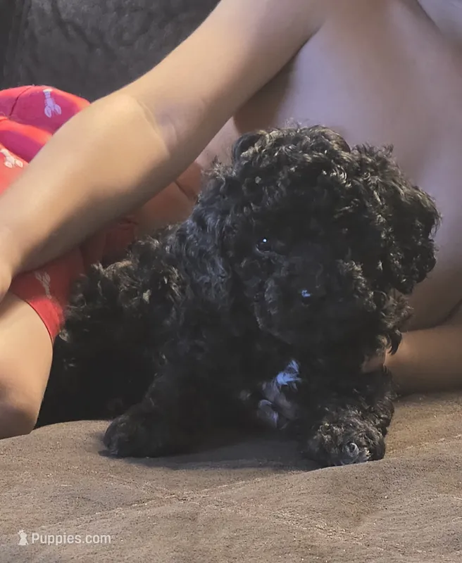 Blue girl – Poodle - Miniature  puppy for sale in Claremore, OK