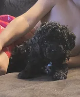 Blue girl, a female Poodle - Miniature  for sale in Claremore, OK – 1 of 7
