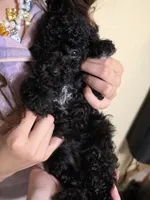 Blue girl, a female Poodle - Miniature  for sale in Claremore, OK – 2 of 7