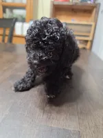 Blue girl, a female Poodle - Miniature  for sale in Claremore, OK – 5 of 7