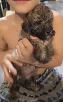 Brindle girl, a female Poodle - Miniature  for sale in Claremore, OK – 2 of 8