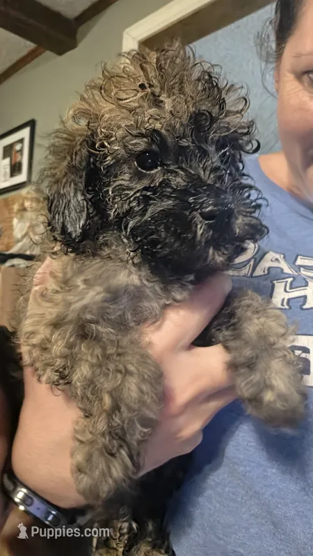 Sable girl – Poodle - Miniature  puppy for sale in Claremore, OK
