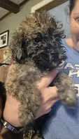 Brindle girl, a female Poodle - Miniature  for sale in Claremore, OK – 1 of 8