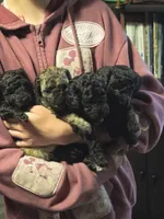 Pink girl, a female Poodle - Miniature  for sale in Claremore, OK – 4 of 6