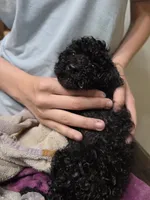 Boy , a male Poodle - Miniature  for sale in Claremore, OK – 1 of 6