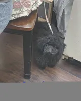 Boy , a male Poodle - Miniature  for sale in Claremore, OK – 6 of 6