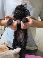 Boy , a male Poodle - Miniature  for sale in Claremore, OK – 3 of 6