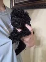 Pink girl, a female Poodle - Miniature  for sale in Claremore, OK – 3 of 6