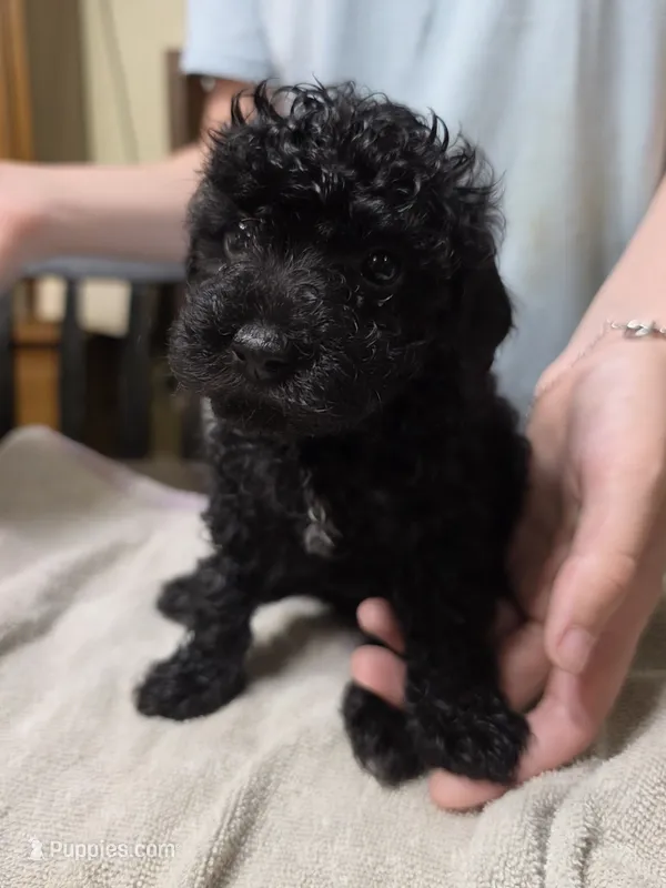 Pink girl – Poodle - Miniature  puppy for sale in Claremore, OK
