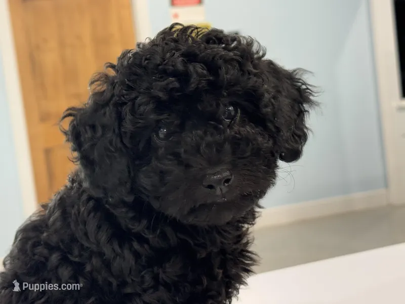 Chewy – Poodle - Miniature  puppy for sale in Claremore, OK