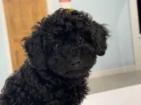 Chewy, a male Poodle - Miniature  for sale in Claremore, OK – Photo 1 of 6