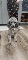 Chewy, a male Poodle - Miniature  for sale in Claremore, OK – 7 of 9