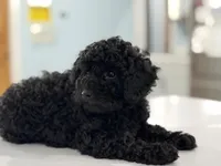 Chewy, a male Poodle - Miniature  for sale in Claremore, OK – Photo 4 of 6