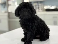 Chewy, a male Poodle - Miniature  for sale in Claremore, OK – Photo 3 of 6