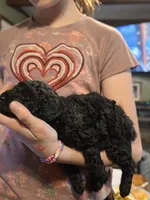 Chewy, a male Poodle - Miniature  for sale in Claremore, OK – Photo 6 of 6