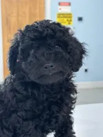 Chewy, a male Poodle - Miniature  for sale in Claremore, OK – Photo 5 of 6