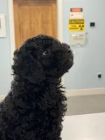 Chewy, a male Poodle - Miniature  for sale in Claremore, OK – Photo 2 of 6