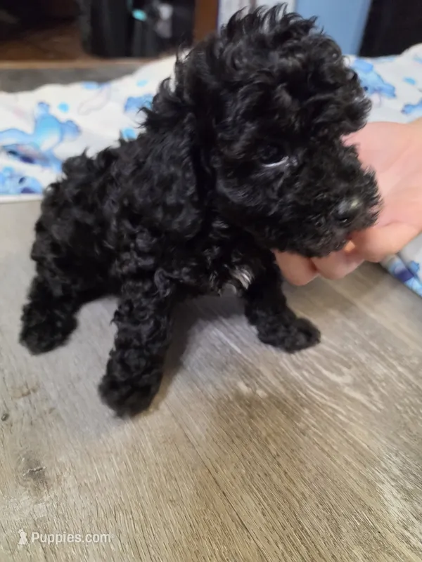 Pink girl – Poodle - Miniature  puppy for sale in Claremore, OK