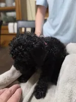 Pink girl, a female Poodle - Miniature  for sale in Claremore, OK – 2 of 6