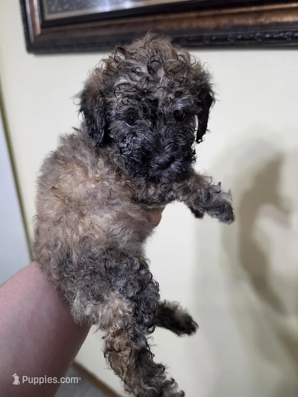 Sable girl – Poodle - Miniature  puppy for sale in Claremore, OK