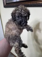 Sable girl, a female Poodle - Miniature  for sale in Claremore, OK – 1 of 5