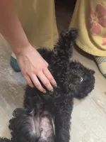 Chewy, a male Poodle - Miniature  for sale in Claremore, OK – 8 of 9