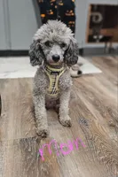 Pink girl, a female Poodle - Miniature  for sale in Claremore, OK – 5 of 6