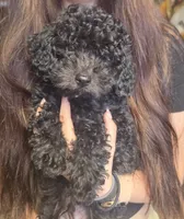 Chewy, a male Poodle - Miniature  for sale in Claremore, OK – 9 of 9