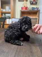 Blue girl, a female Poodle - Miniature  for sale in Claremore, OK – 3 of 7