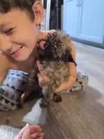 Brindle girl, a female Poodle - Miniature  for sale in Claremore, OK – 3 of 8