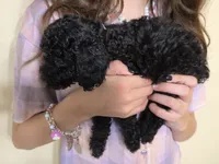 Blue girl, a female Poodle - Miniature  for sale in Claremore, OK – 4 of 7