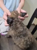Sable girl, a female Poodle - Miniature  for sale in Claremore, OK – 2 of 5