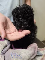 Boy , a male Poodle - Miniature  for sale in Claremore, OK – 2 of 6