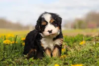 Amie, a female Miniature Bernedoodle for sale in Los Angeles, CA – 2 of 4