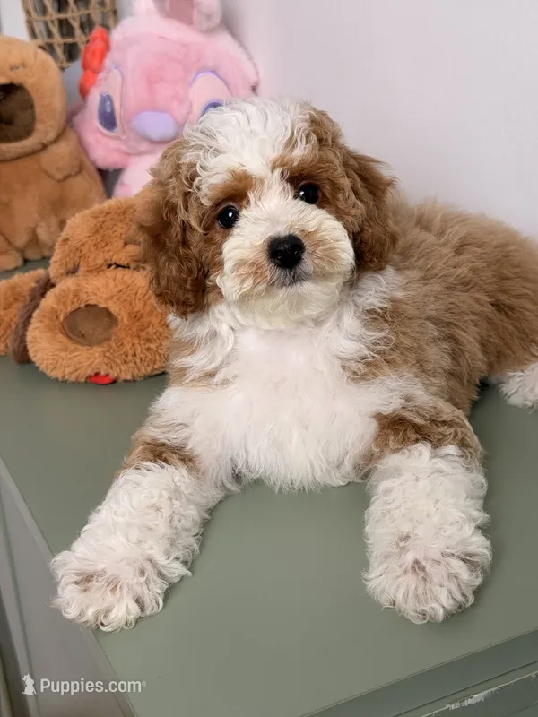 Mochi – Cavapoo, Poodle - Toy  puppy for sale in Los Angeles, CA