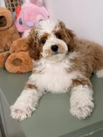 Mochi, a female Cavapoo and Poodle - Toy  for sale in Los Angeles, CA – 1 of 8