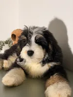 Blue, a male Bernedoodle for sale in Los Angeles, CA – 4 of 5