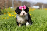 Dolly, a female Miniature Bernedoodle for sale in Los Angeles, CA – 2 of 4