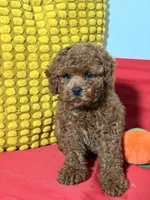 Cookie, a male Cavapoo for sale in Los Angeles, CA – Photo 6 of 6