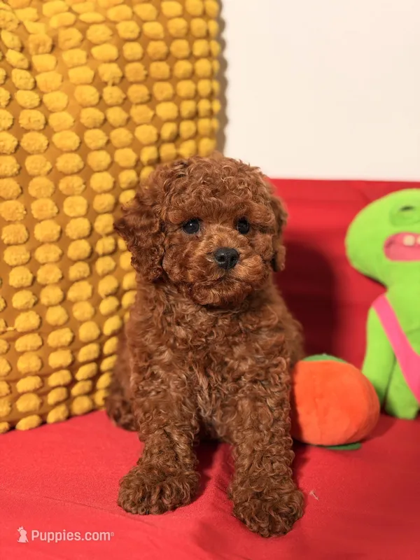 Cookie – Cavapoo puppy for sale in Los Angeles, CA