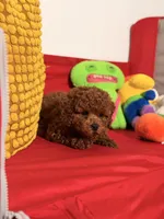 Cookie, a male Cavapoo for sale in Los Angeles, CA – Photo 4 of 6