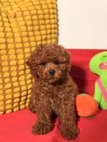 Cookie, a male Cavapoo for sale in Los Angeles, CA – Photo 3 of 6