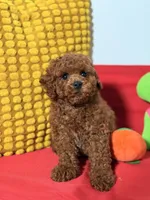 Cookie, a male Cavapoo for sale in Los Angeles, CA – Photo 5 of 6