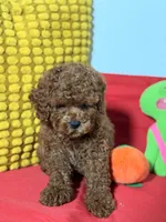 Cookie, a male Cavapoo for sale in Los Angeles, CA – Photo 2 of 6