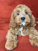 Lucky, a male Cavapoo for sale in Los Angeles, CA – 4 of 5